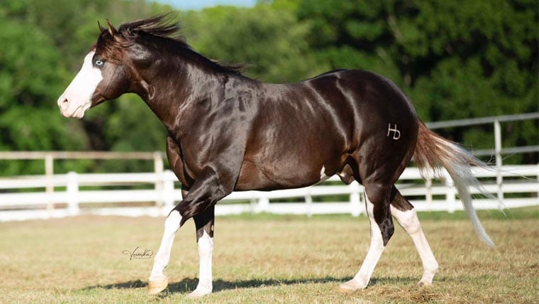 (Gênesis 66 é o cavalo da raça Quarto de Milha mais caro do mundo.)