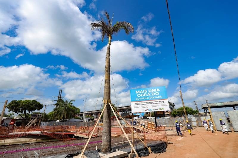 Trabalho de retirada e transplantio de árvores garantem a preservação de diversas espécies.