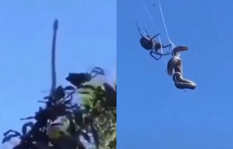 Vídeo flagrando aranha capturando cobra duas vezes maior no ar viraliza