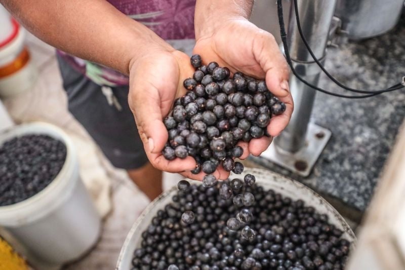 Os produtores de açaí têm alíquotas que variam de 3,65% a 9,25%. Com a nova regra da Reforma Tributária, as alíquotas podem passar para até 27,97%, ou seja, o triplo do atual.