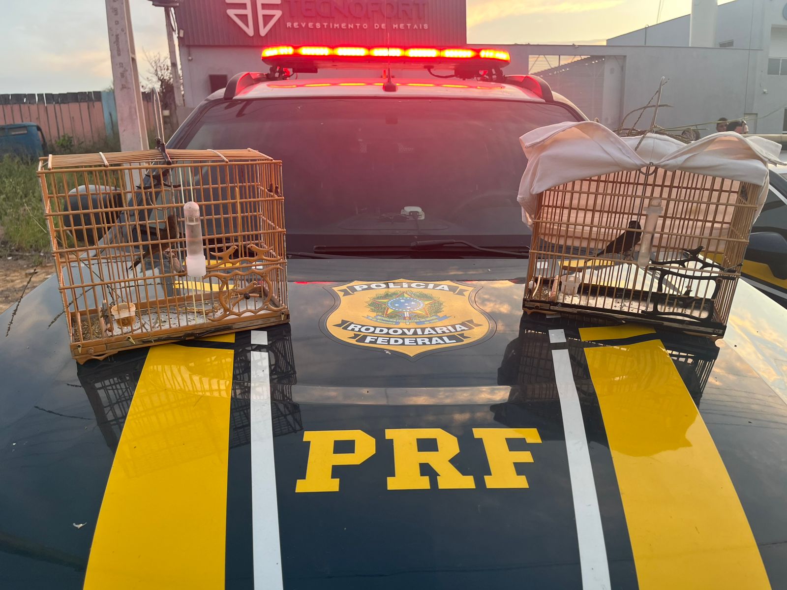 A PRF resgatou três aves silvestres sendo transportadas ilegalmente.