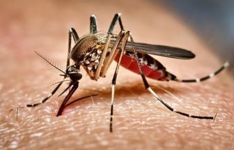 Dengue avança em São Paulo e estado decreta situação de emergência