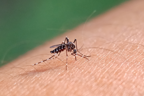 Imagem - Pará registra uma morte por dengue mas Belém reduz o número de casos da doença