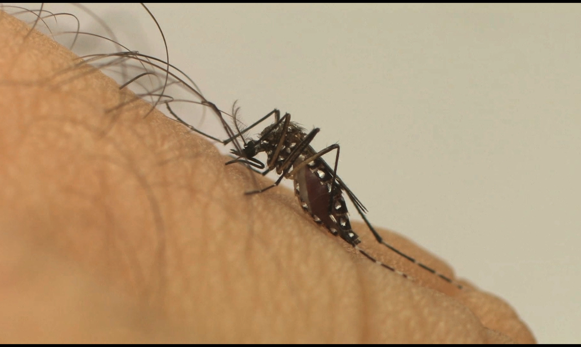 Imagem - Pará e outros estados seguem monitorando casos de dengue após emergência em São Paulo