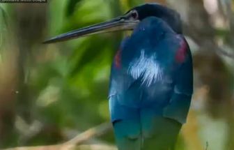 Tipo raro de garça azul é avistado pela primeira vez em Belém