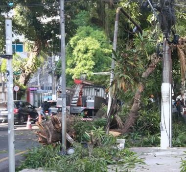 Imagem - Mangueira centenária cai e bloqueia trânsito na avenida José Malcher em Belém, na manhã deste sábado