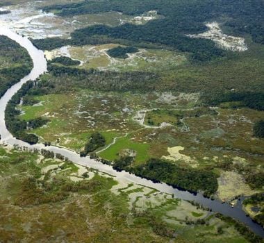 Imagem - Pará avança com as concessões florestais, modelo sustentável de combate ao desmatamento