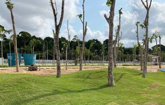 Seringueiras transplantadas no Parque da Cidade fazem conexão da Belém moderna com a Belle Époque