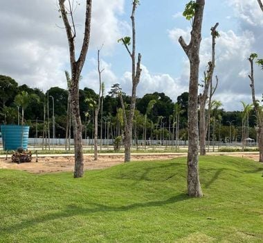 Imagem - Seringueiras transplantadas no Parque da Cidade fazem conexão da Belém moderna com a Belle Époque