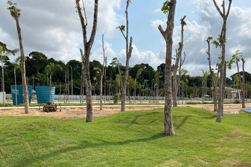 Seringueiras transplantadas no Parque da Cidade fazem conexão da Belém moderna com a Belém da Belle Époque.