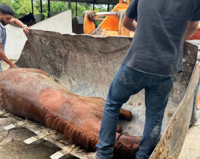 Foto divulgada de um dos animais mortos por contaminação no Haras