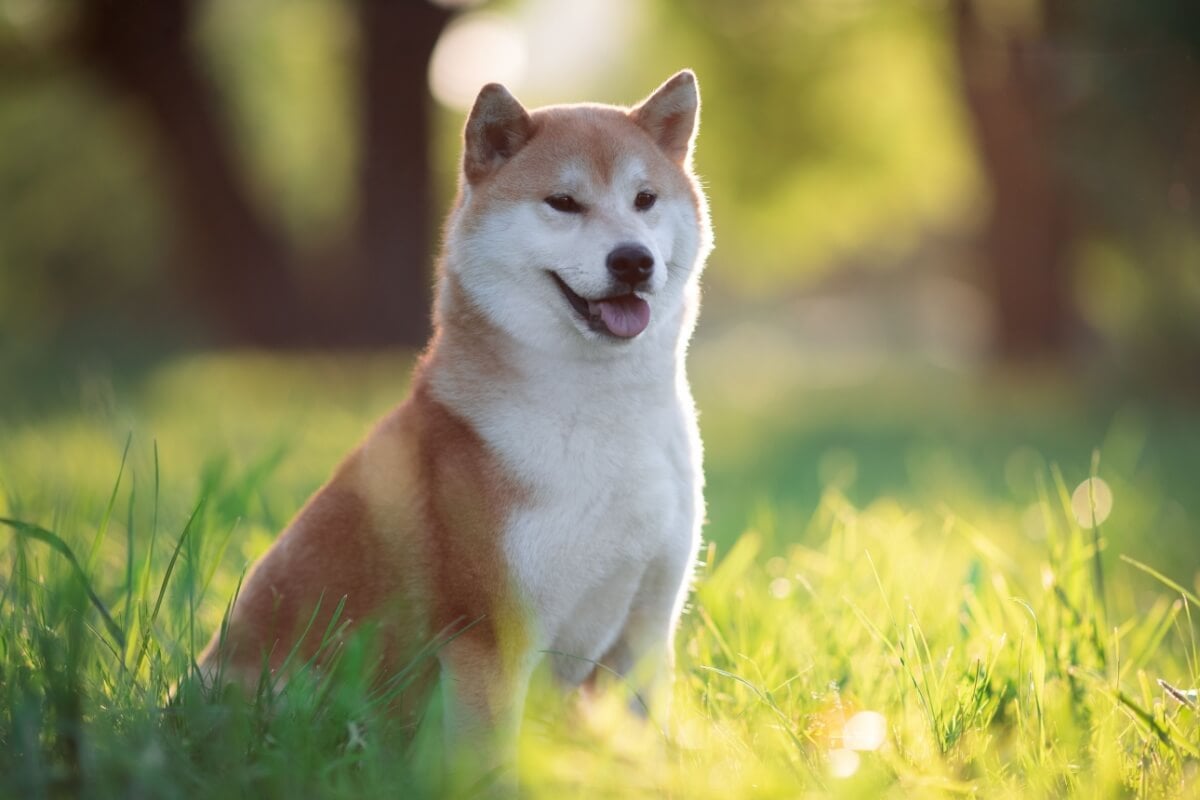 O shiba é um cachorro leal e espirituoso (Imagem: OlesyaNickolaeva | Shutterstock) 