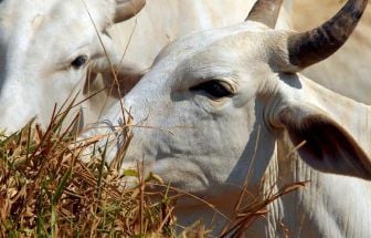 Brasil bate recorde de exportação de carne bovina e de frango em 2024