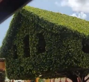 Imagem - Casa da árvore feita de folhas impressiona população no Maranhão; assista