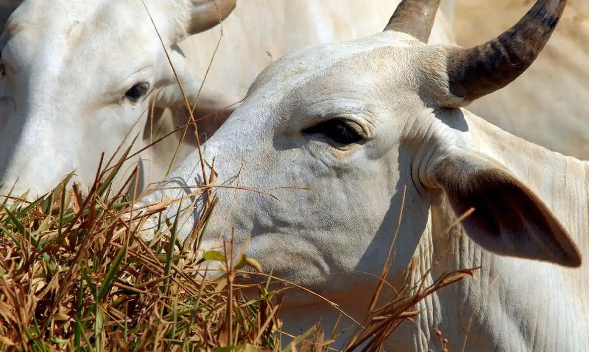 Brasil bate recorde de exportação de carne bovina e de frango em 2024