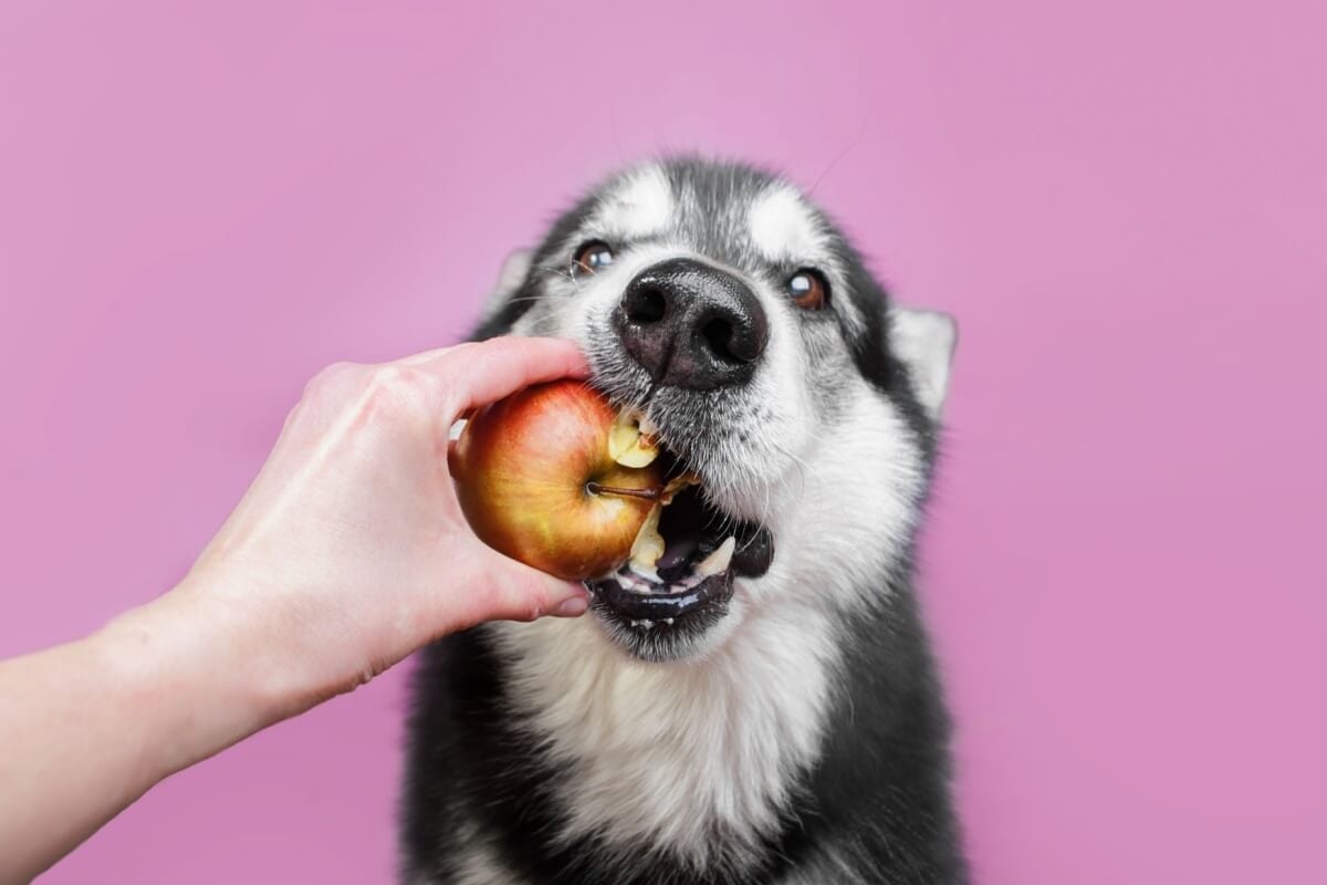 Alguns sabores costumam agradar o paladar dos cachorros (Imagem: Ellina Balioz | Shutterstock)