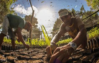 Estado incentiva ambientes sustentáveis com entrega de 5,5 milhões de sementes e mudas