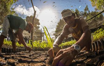 Paraenses receberam 5,5 milhões de sementes e mudas para restauração ambiental