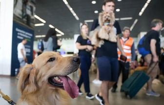 Projeto prevê rastreamento em tempo real para garantir segurança no transporte de animais