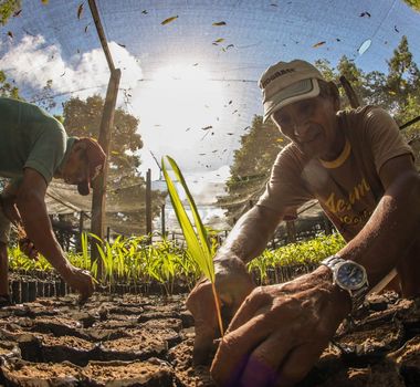 Imagem - Paraenses receberam 5,5 milhões de sementes e mudas para restauração ambiental