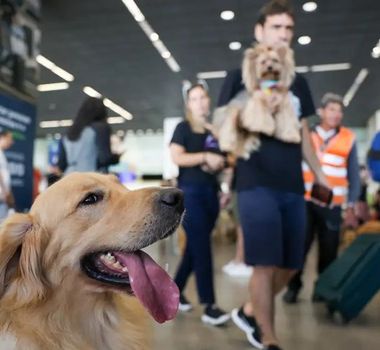 Imagem - Projeto prevê rastreamento em tempo real para garantir segurança no transporte de animais