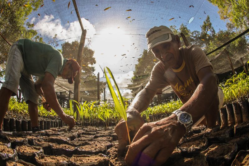 Entre as sementes distribuídas, os destaques foram o açaí, com 1.496.606 unidades, e o cacau, com 1.638.300. 