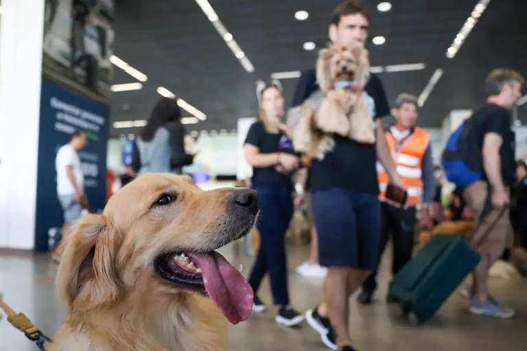 Projeto prevê rastreamento em tempo real para garantir segurança no transporte de animais.