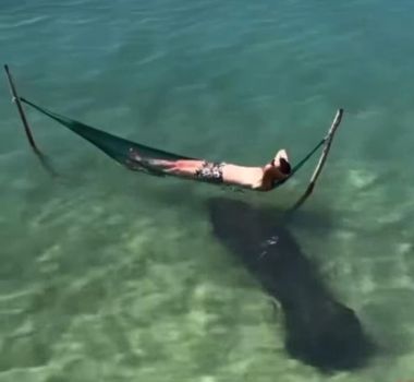 Imagem - Susto: turista é surpreendido por peixe-boi enquanto relaxava em praia