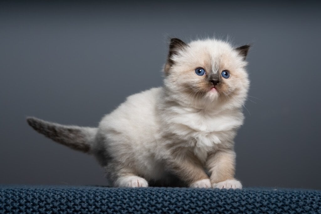 Os gatos começam a &#8220;amassar pãozinho&#8221; para estimular a produção de leite na mãe (Imagem: V. Pawtraits | Shutterstock) 