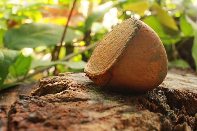 Imagem - Pesquisadores da Uepa estudam fármacos derivados de sementes da Amazônia