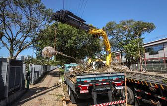 Mais de 100 árvores da Amazônia são transplantadas para áreas de obras da COP 30, em Belém