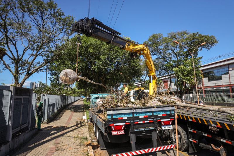 Além do Parque da Cidade, as obras do Porto Futuro II, Nova Doca e BRT Metropolitano também estão na rota dos transplantes de árvores realizados pelo governo do Estado na Região Metropolitana de Belém.