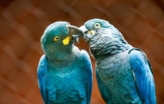 Ameaçada de extinção, mais uma arara-azul-de-lear nasce em São Paulo