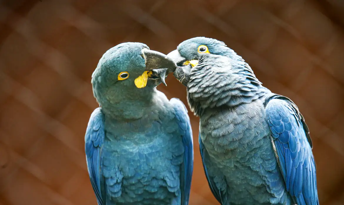 Ameaçada de extinção, mais uma arara-azul-de-lear nasce em São Paulo.