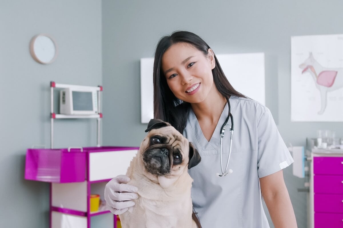 A castração traz benefícios à saúde do cachorro e mudanças em seu comportamento (Imagem: VesnaArt | Shutterstock) 