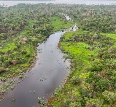 Imagem - Recuperação da flora: mais 100 quilos de sementes de árvores nativas são despejados em ilha de Altamira