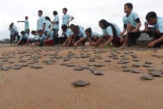 Estudantes do Pará participam da soltura de mais de 3 mil filhotes de quelônios no Rio Xingu