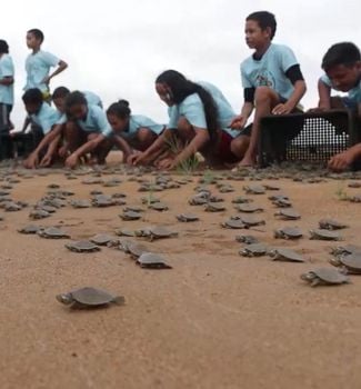 Imagem - Estudantes do Pará participam da soltura de mais de 3 mil filhotes de quelônios no Rio Xingu