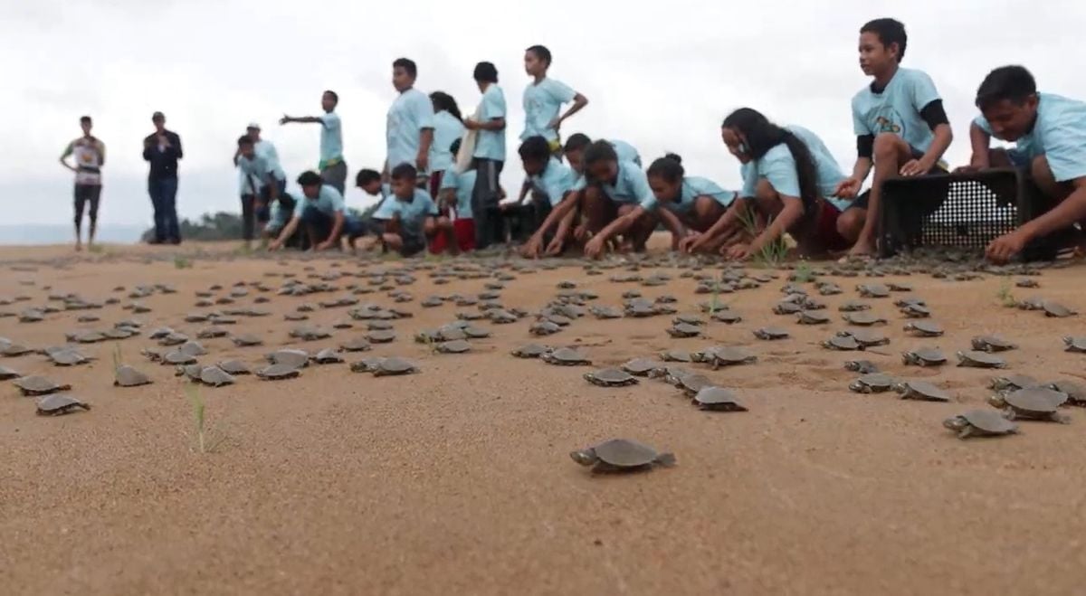 Estudantes do Pará participam da soltura de mais de 3 mil filhotes de quelônios no Rio Xingu