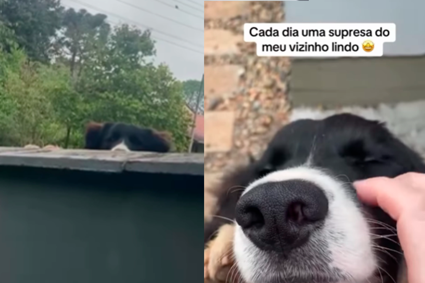 Imagem - Cachorro viraliza ao aguardar ansiosamente 'mimos' da vizinha; assista