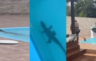 Vídeo: após fortes chuvas, jacaré aparece em piscina de moradora, em Florianópolis