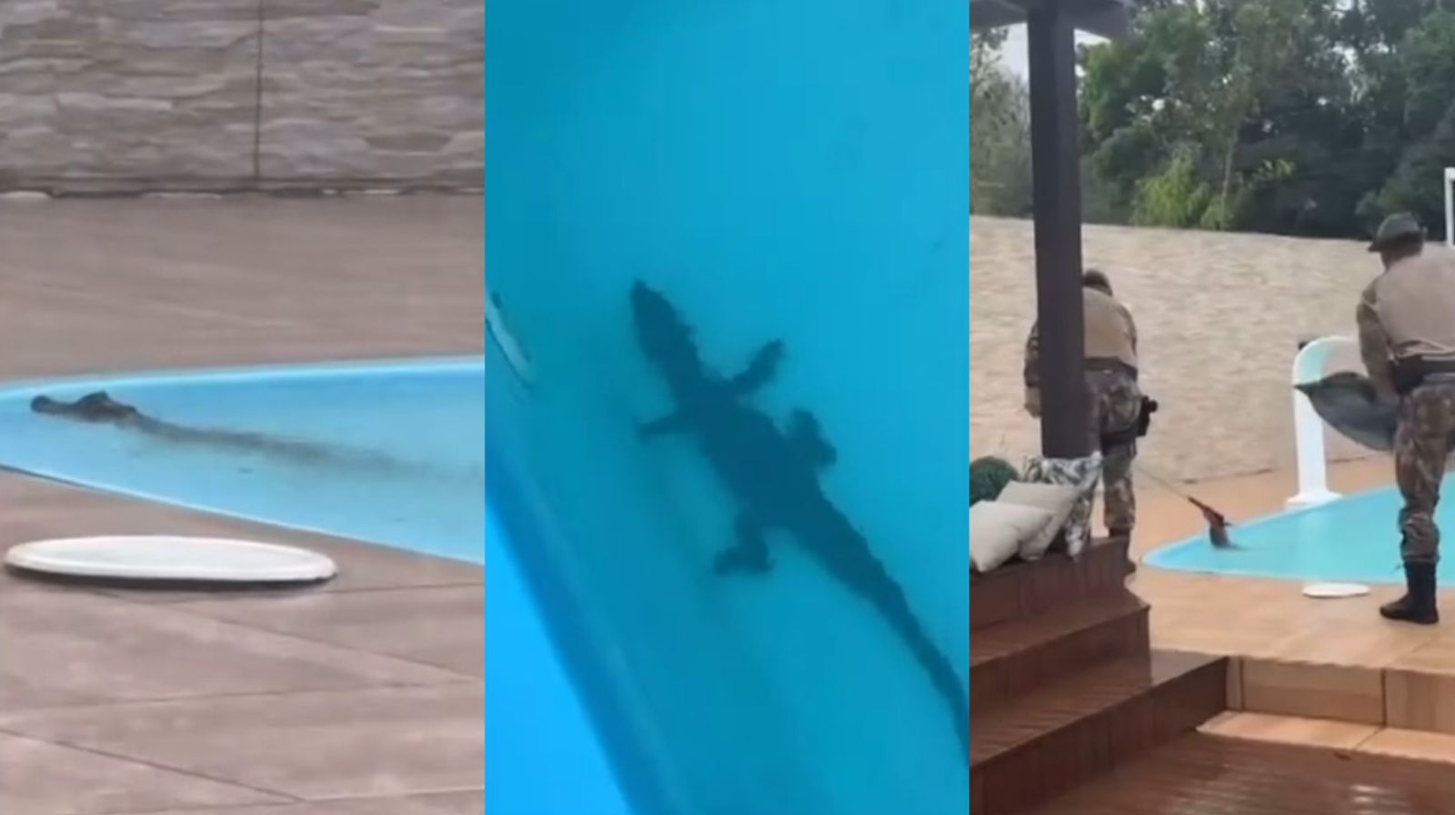 Um filhote de jacaré foi encontrado dentro da piscina da casa de uma moradora do bairro Sambaqui, em Florianópolis.