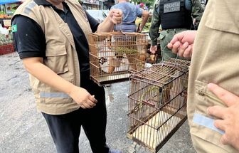 Semas explica como se tornar um criador de pássaros legalizado no Pará