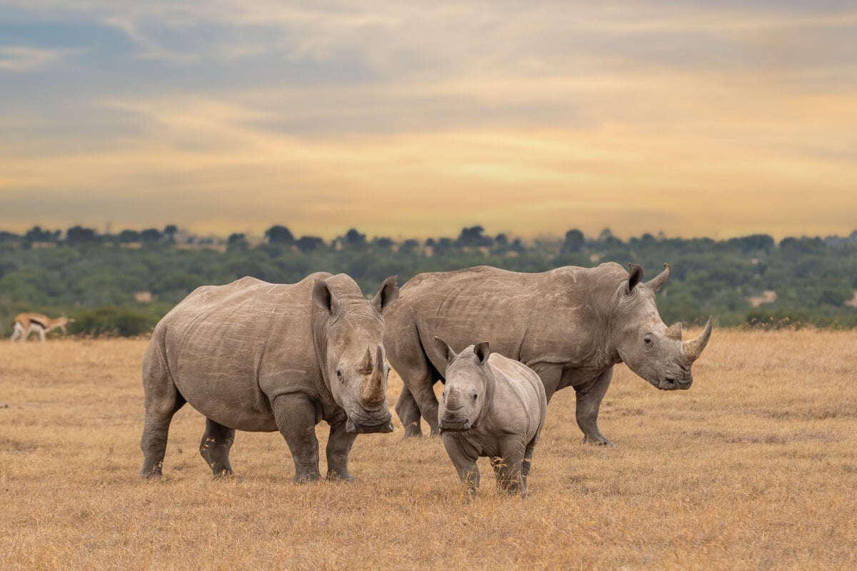 Alguns mamíferos se destacam pelo tamanho impressionante (Imagem: Tomas Drahos | Shutterstock)