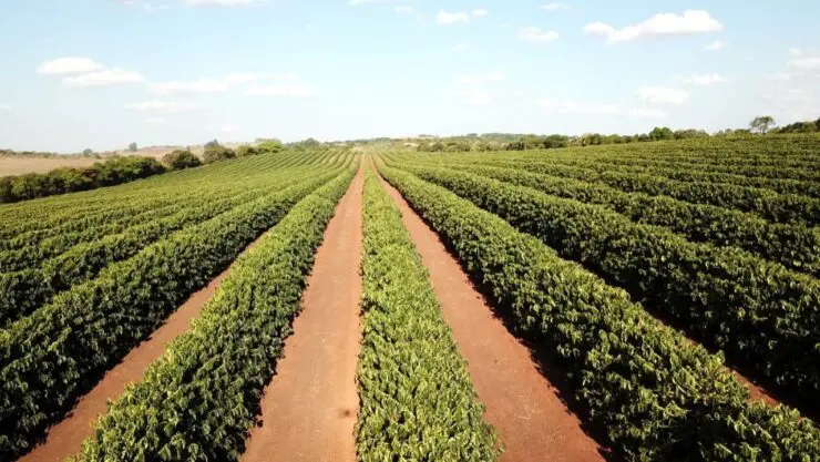 Plantação de café sofre influências do clima no Brasil