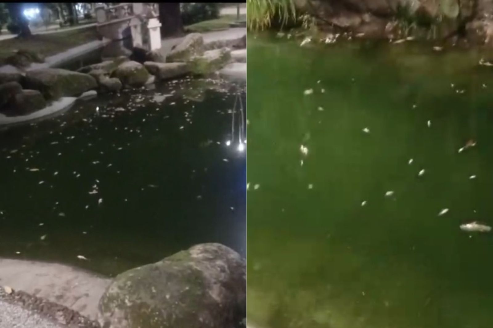 Imagem - Vídeo: peixes mortos são flagrados boiando em lago da Praça Batista Campos, em Belém