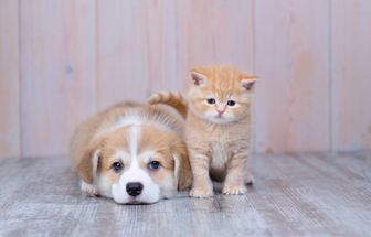 6 cuidados importantes com filhotes de cachorro e gato