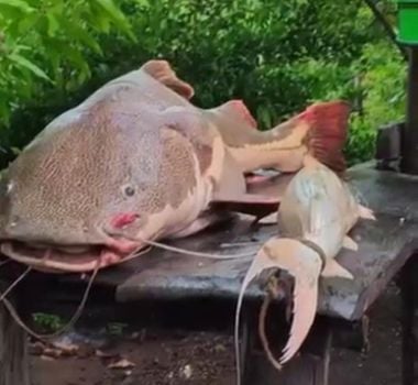 Imagem - Pescador de Santarém captura pirarara gigante e divide com vizinhos em ato de solidariedade