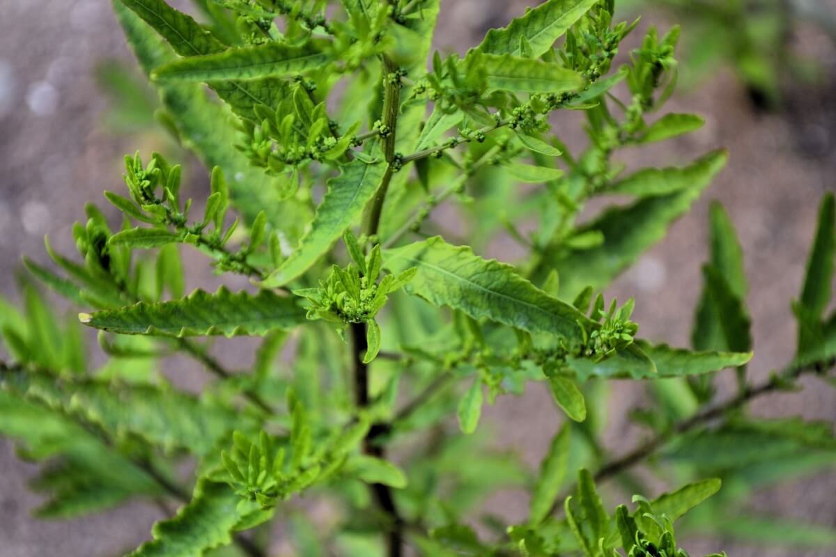 O mastruz é uma planta medicinal popular no Brasil (Imagem: NANCY AYUMI KUNIHIRO | Shutterstock) 