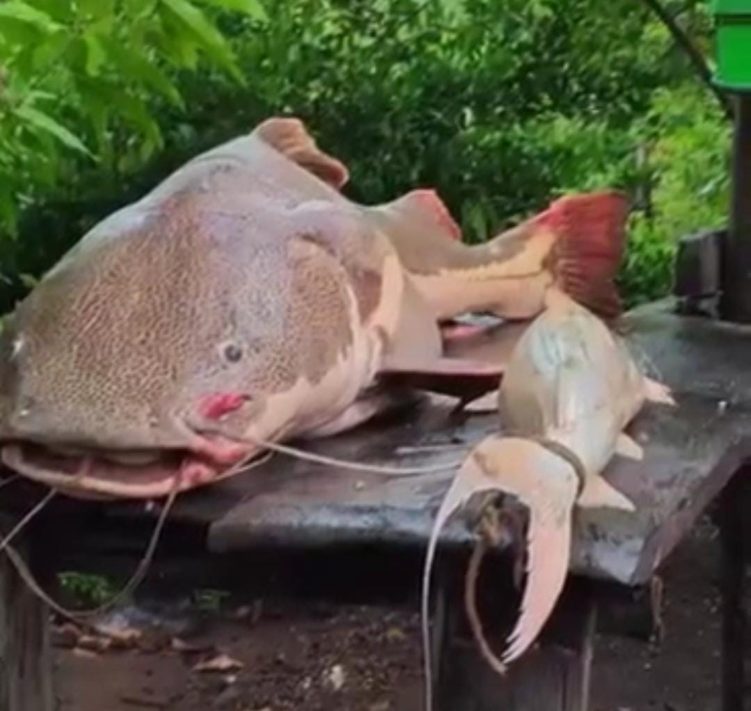 Peixe ao lado de outro do tamanho normal.